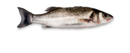 Acuicultura - Lubina - AD Pescado y Marisco - Garciden - Almería