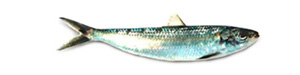 Pescado azul - Alacha - AD Pescado y Marisco - Garciden - Almería