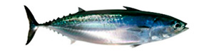 Pescado azul - Bonito - AD Pescado y Marisco - Garciden - Almería