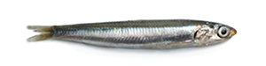 Pescado azul - Boquerón - AD Pescado y Marisco - Garciden - Almería