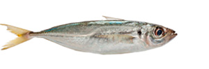 Pescado azul - Jurel - AD Pescado y Marisco - Garciden - Almería