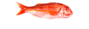 Semigraso y blanco - Salmonete - AD Pescado y Marisco - Garciden - Almería